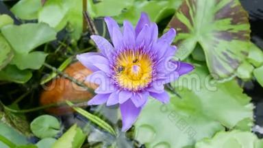 美丽.A紫莲是美丽的花型之一..
